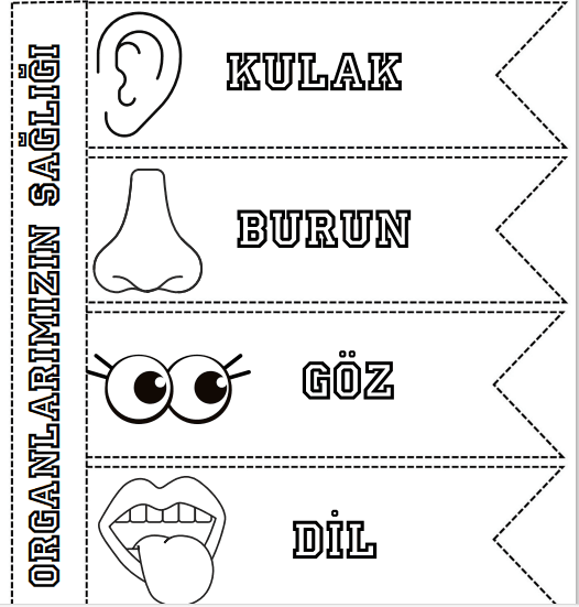 3. Sınıf Duyu Organlarımızın Sağlığı interaktif defter çalışması