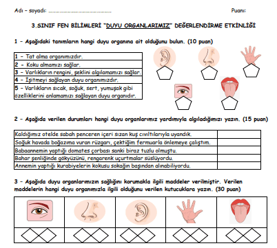 3. Sınıf Fen Bilimleri Duyu Organlarımız Değerlendirme Sınavı