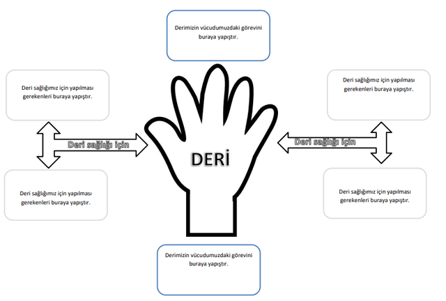 3. Sınıf Fen Bilimleri Duyu Organları Kavram Haritası