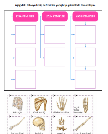 4. Sınıf Fen Bilimleri İskelet Sistemi Konu Özeti Ve Kemik Çeşitleri Kes-Yapıştır Etkinliği